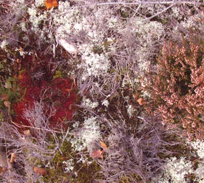 FURSAXA Mycorrhizae Realm