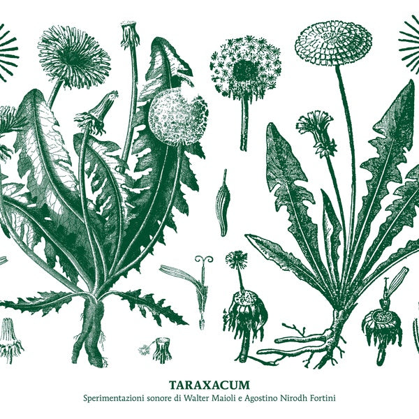 WALTER MAIOLI & NIRODH FORTINI Taraxacum