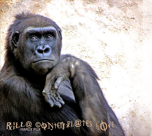 HARDY FOX Rilla Contemplates Love