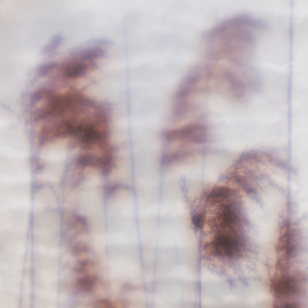 Ovid Dream Sequence