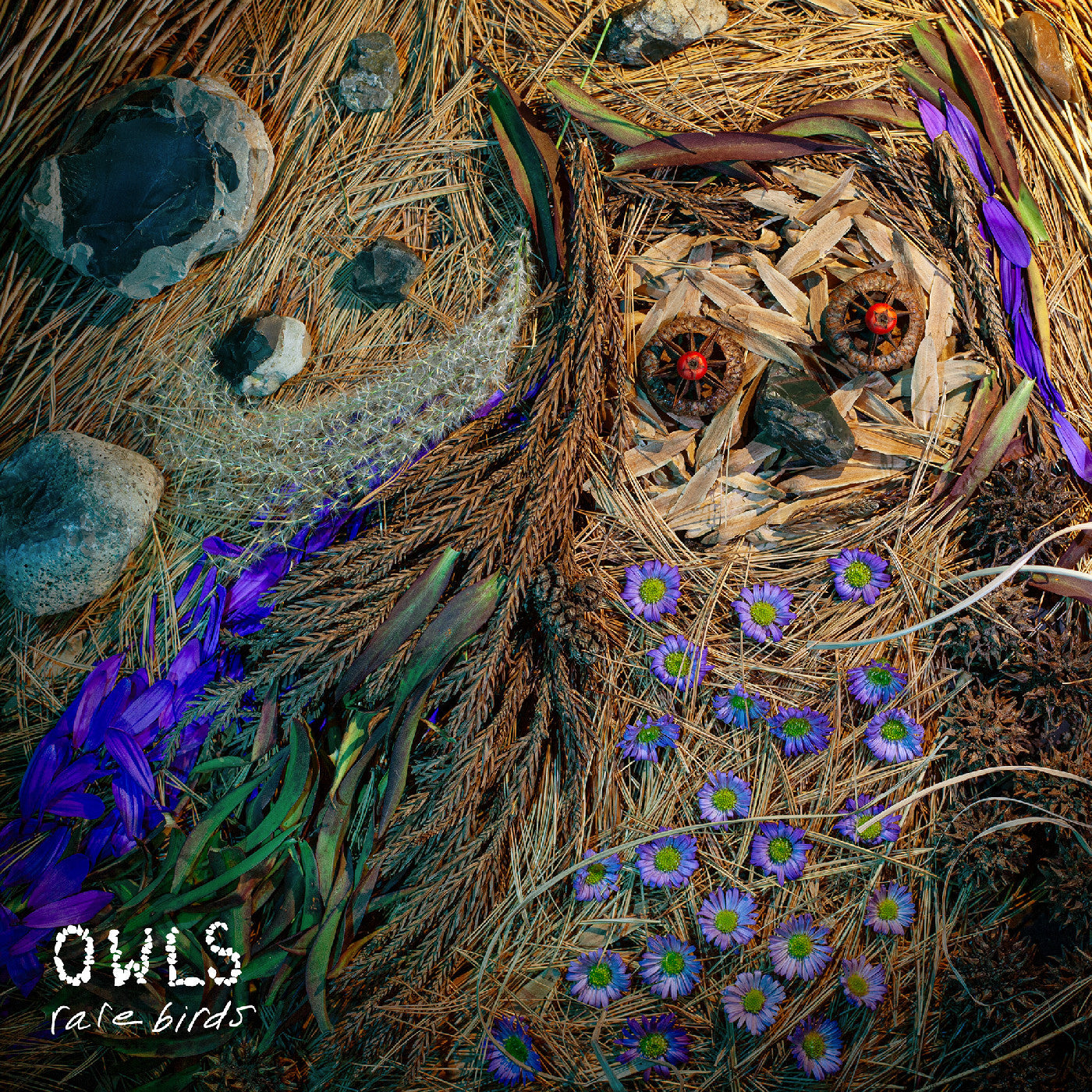 Owls Rare Birds
