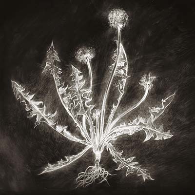 SCOTT TUMA Dandelion