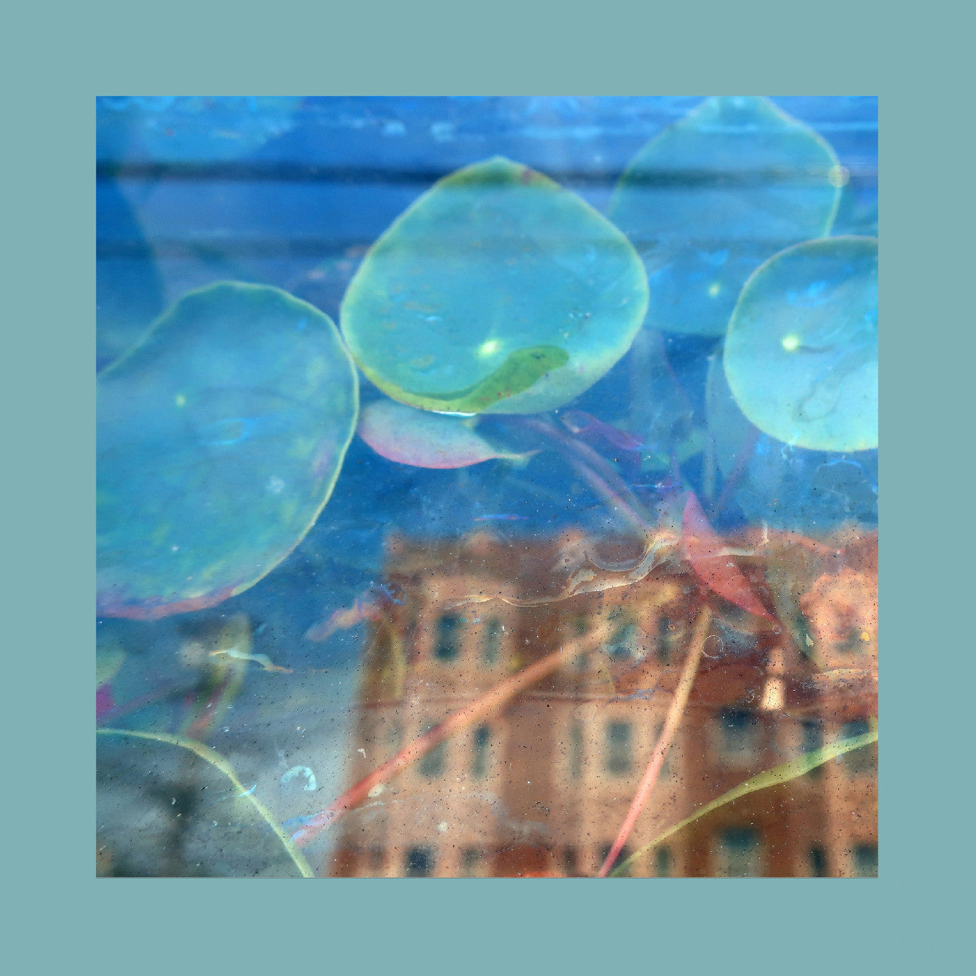 The Reds Pinks & Purples Acknowledge Kindness (Indie Exclusive, Subconscious Window Pane Vinyl)